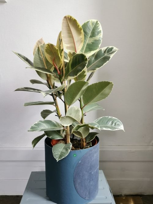 Ficus Tineke jardinerie lyon