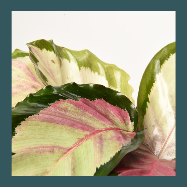 Calathea • taille S – Image 2