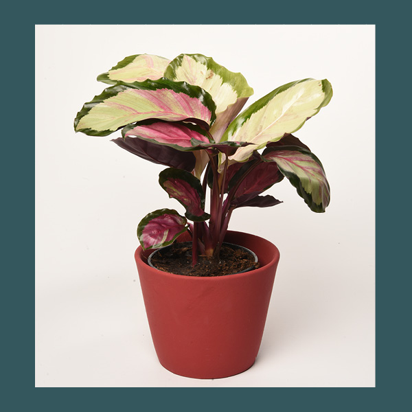 Calathea • taille S