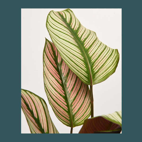 Calathea • taille S – Image 5