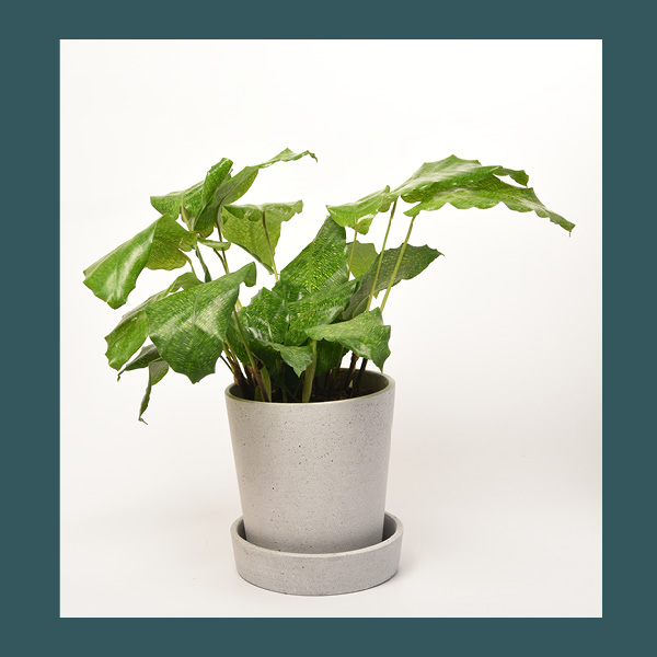 Calathea • taille S – Image 4