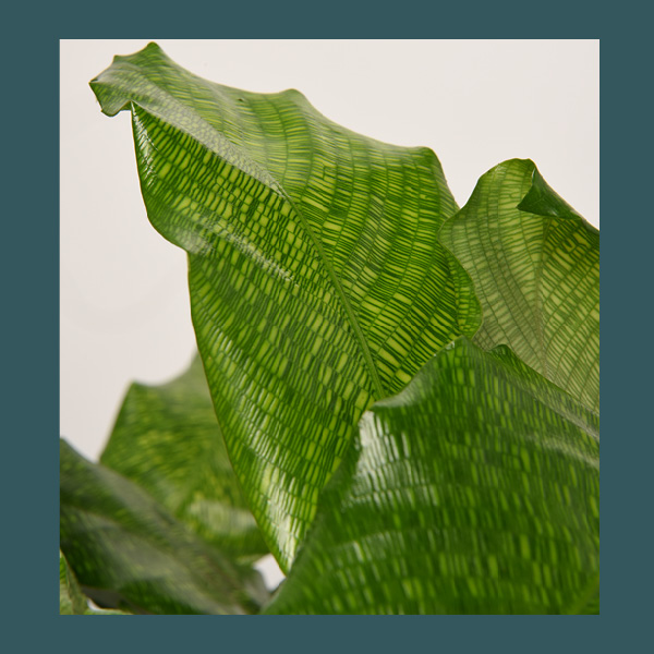 Calathea • taille S – Image 3