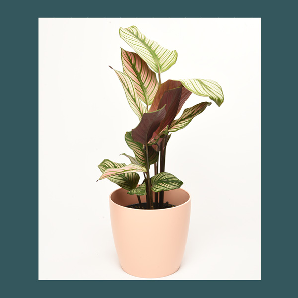 Calathea • taille S – Image 6