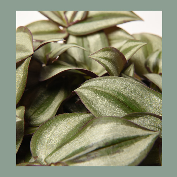 Tradescantia zebrina – Image 2