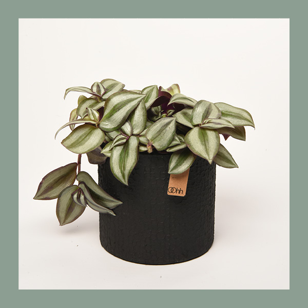 Tradescantia zebrina